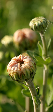 Chrysantemum