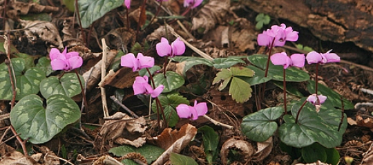 Cyclamen