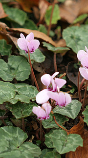 Alpeviol er allerede i blomst