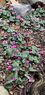 Cyclamen i februar