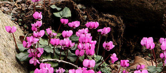 Cyclamen parviflorum