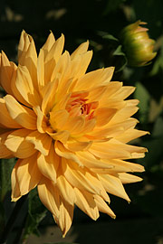 Dahlia