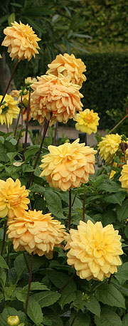 Gule dahlia i oktober