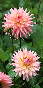 Dahlia af kaktustypen