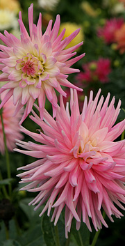 Dahlia af kaktustypen