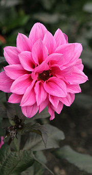 Dahlia med mørkt løv