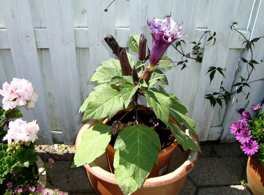 Datura metei