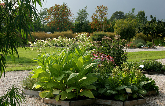 Tobaksblomster