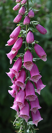 Digitalis