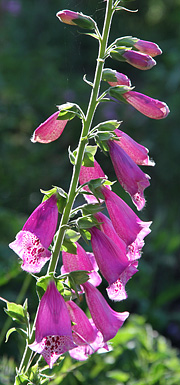 Digitalis