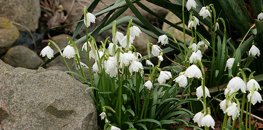 dorothealilje i botanisk have