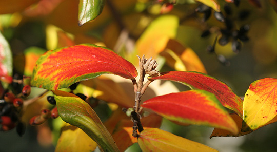 Virburnum carlesii – duftsnebolle