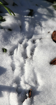 Dyrespor i sneen