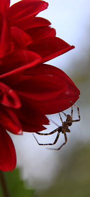 Edderkop på georgineblomst