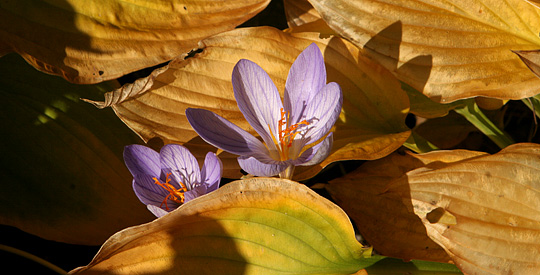 Efterårskrokus og hosta