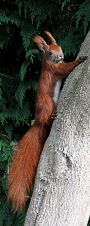 Egern på træstamme