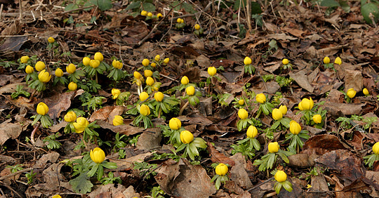 Erantis i blomst og i gang med at brede sig ved selvsåning.