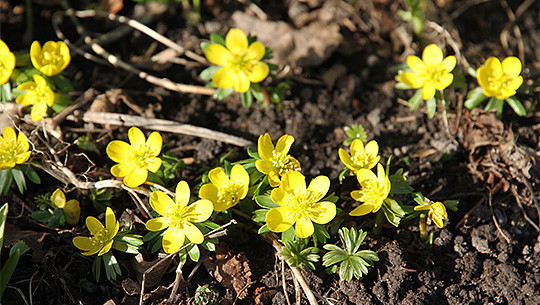 Erantis i fuld blomst