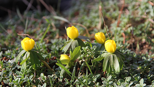 Erantis i blomst