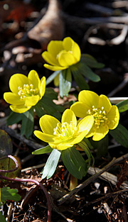 erantis i fuld blomst