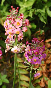 Etageprimula