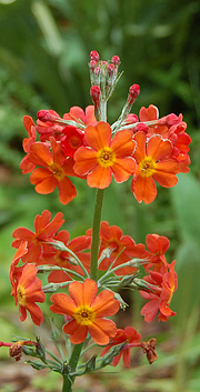 Etageprimula i orange