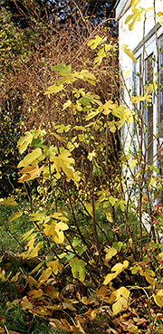Figenbusk gule blade