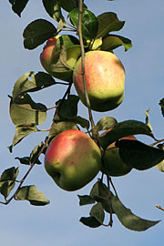 filippa æbler