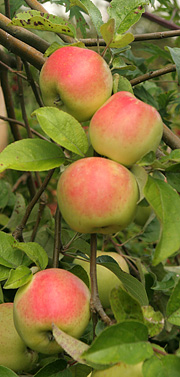 Filippa-æbler