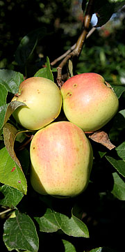 Fillippa æblet