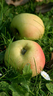 Filippa æbler falder let ned