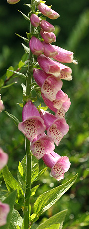 Digitalis er en toårig plante