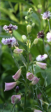 Fingerbøl og kornblomst