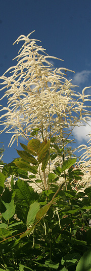 Fjerbusk insektplante