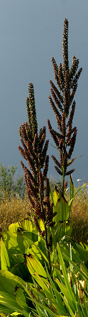 Foldblad er en imponerende plante