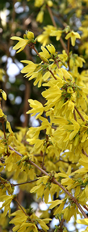 Forsythia