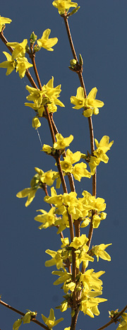 Forsythia