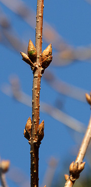 Forsythia