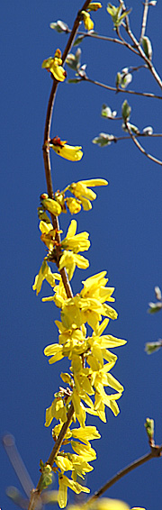 Knaldgule forsythia