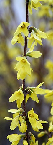 Gule forsythiablomster i udspring.