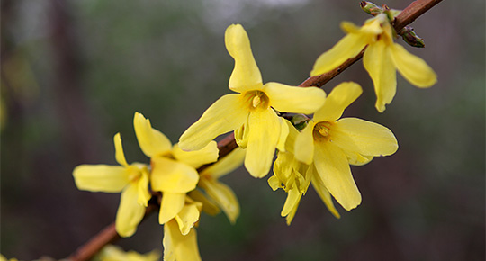 forsythia