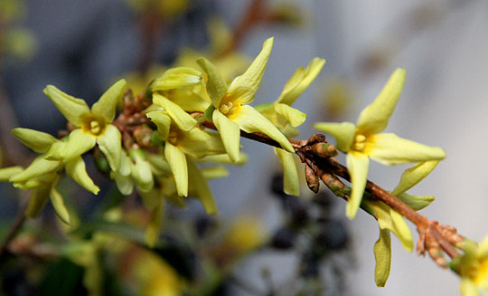 Forsythiagrene