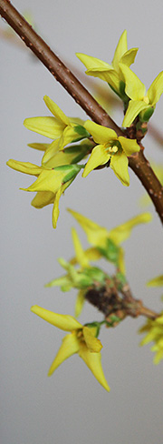 forsytia