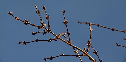 Forsythiagrene