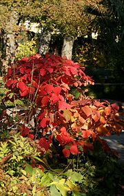 Fothergilla