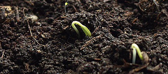 Chili kimplanter