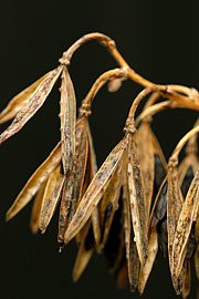 Hosta frøstande