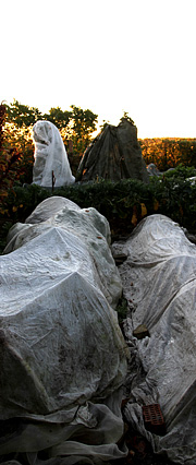Spøgelser i haven – bønnestativer dækket mod frost.