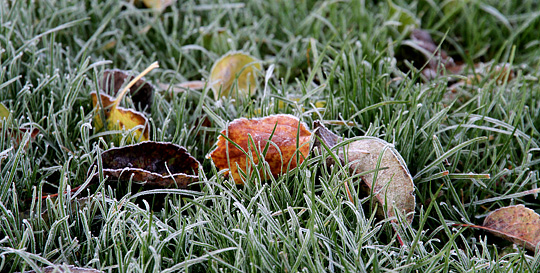 frost i græsset