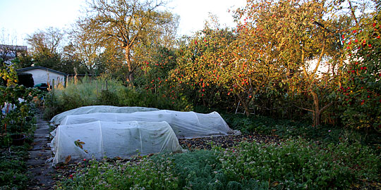 November i køkkenhaven